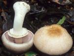 Agaricus hondensis - fungi species list A Z